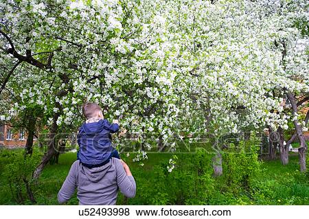 Male toddler sitting on fathers shoulders looking at white orchard blossom View Large Photo Image Stock Photo - Male toddler sitting on fathers shoulders looking at white orchard blossom. Fotosearch