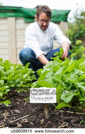 Mature man picking fresh vegetables View Large Photo Image Stock Photography - Mature man picking fresh vegetables. Fotosearch