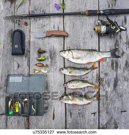 Overhead still life of four caught fish and fishing equipment View Large Photo Image Stock Photo - Overhead still life of four caught fish and fishing equipment. Fotosearch