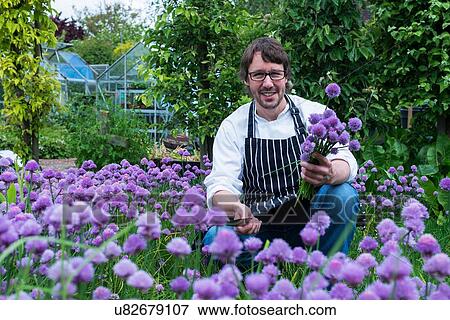 Portrait of mature man picking fresh chives View Large Photo Image Stock Photo - Portrait of mature man picking fresh chives. Fotosearch