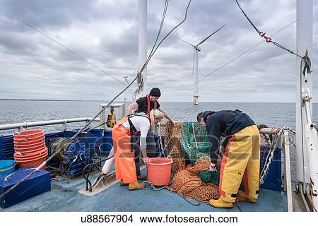 Research scientists and fisherman inspecting catch of fish on research ship View Large Photo Image Picture - Research scientists and fisherman inspecting catch of fish on research ship. Fotosearch