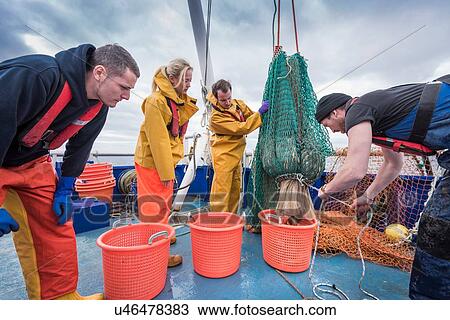 Research scientists and fishermen bring in catch of fish on research ship View Large Photo Image Stock Image - Research scientists and fishermen bring in catch of fish on research ship. Fotosearch