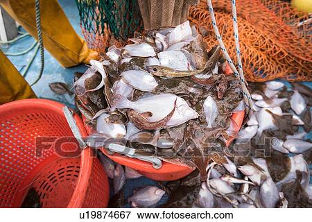 Research scientists and fishermen bring in catch of fish on research ship, close up View Large Photo Image Stock Photo - Research scientists and fishermen bring in catch of fish on research ship, close up. Fotosearch