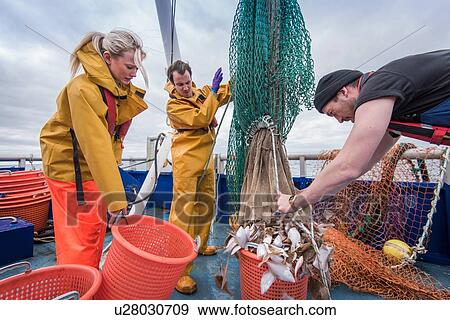 Research scientists and fishermen bring in catch of fish on research ship View Large Photo Image Stock Photo - Research scientists and fishermen bring in catch of fish on research ship. Fotosearch