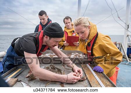 Picture - Research scientists inspecting fish on research ship. Fotosearch