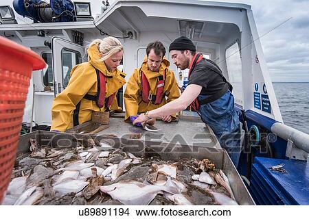 Picture - Research scientists measuring fish on research ship. Fotosearch
