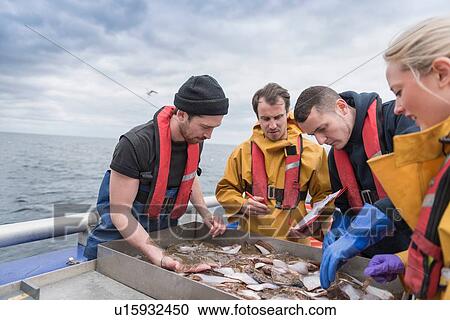 Stock Image - Research scientists measuring fish on research ship. Fotosearch