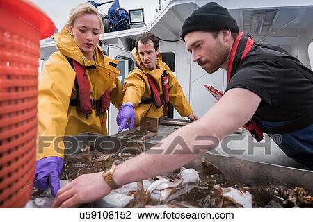 Stock Image - Research scientists measuring fish on research ship. Fotosearch