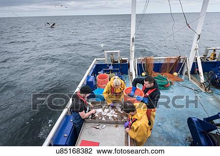 Research scientists measuring fish on research ship, high angle view View Large Photo Image Stock Image - Research scientists measuring fish on research ship, high angle view. Fotosearch