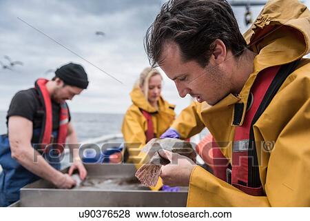 Stock Photo - Research scientists measuring fish on research ship. Fotosearch