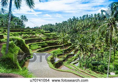 Picture - Rice fields, Bali, Indonesia. Fotosearch