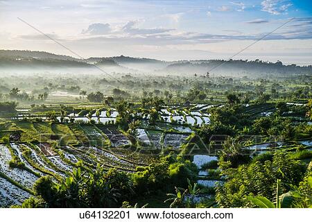 Stock Image - Rice fields, Bali, Indonesia. Fotosearch