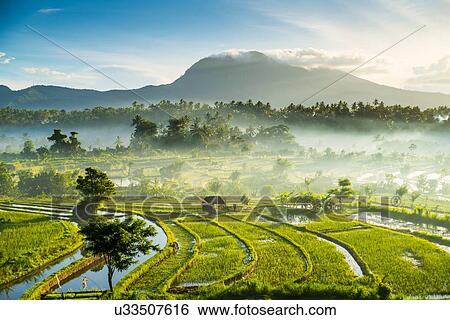 Stock Photograph - Rice fields, Bali, Indonesia. Fotosearch