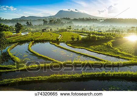Stock Photography - Rice fields, Bali, Indonesia. Fotosearch