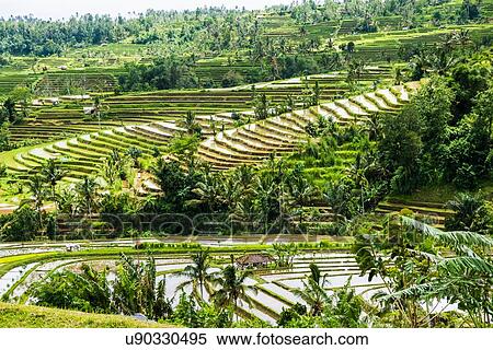 Stock Photography - Rice fields, Bali, Indonesia. Fotosearch