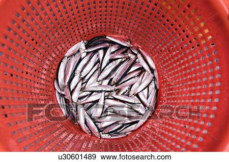 Stock Photo - Sample catch of fish in basket on deck of research ship. Fotosearch