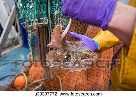 Sample catch of fish on deck of research ship View Large Photo Image Stock Image - Sample catch of fish on deck of research ship. Fotosearch