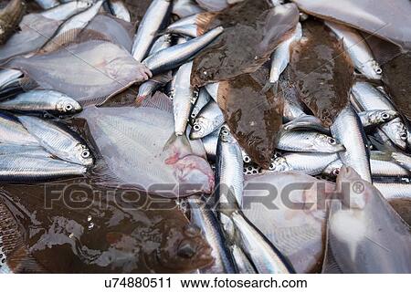 Stock Image - Sample catch of fish on deck of research ship. Fotosearch