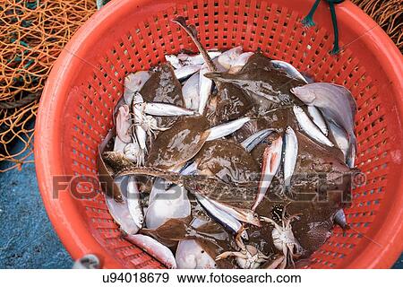 Sample catch of fish on deck of research ship View Large Photo Image Stock Photo - Sample catch of fish on deck of research ship. Fotosearch