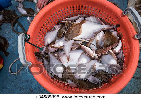 Sample catch of fish on deck of research ship View Large Photo Image Stock Photograph - Sample catch of fish on deck of research ship. Fotosearch