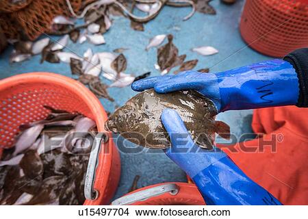 Picture - Sample catch of fish on research ship. Fotosearch