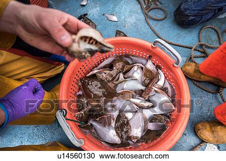 Stock Image - Sample catch of fish on research ship. Fotosearch