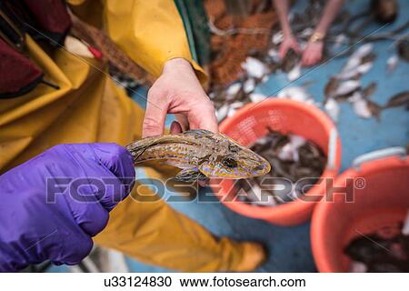 Stock Image - Sample catch of fish on research ship. Fotosearch