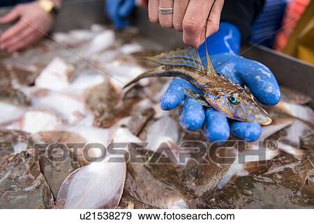 Sample catch of fish on research ship View Large Photo Image Stock Photo - Sample catch of fish on research ship. Fotosearch