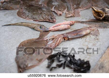 Sample catch of fish on research ship View Large Photo Image Stock Photograph - Sample catch of fish on research ship. Fotosearch