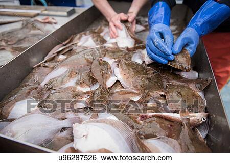 Stock Photograph - Sample catch of fish on research ship. Fotosearch
