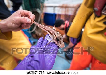 Sample catch of fish on research ship View Large Photo Image Stock Photography - Sample catch of fish on research ship. Fotosearch