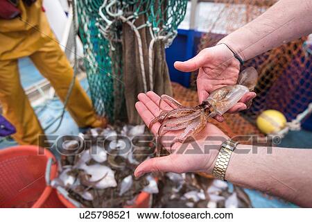 Scientists inspecting catch of fish on research ship View Large Photo Image Stock Image - Scientists inspecting catch of fish on research ship. Fotosearch