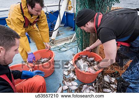 Scientists inspecting catch of fish on research ship View Large Photo Image Stock Image - Scientists inspecting catch of fish on research ship. Fotosearch