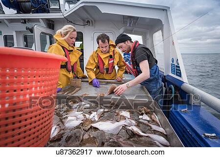 Scientists inspecting catch of fish on research ship View Large Photo Image Stock Photo - Scientists inspecting catch of fish on research ship. Fotosearch
