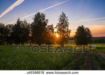 Stock Photo - Silhouetted trees in field at sunset. Fotosearch
