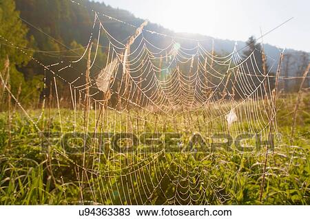 Stock Image - Spider's web in field, close-up. Fotosearch