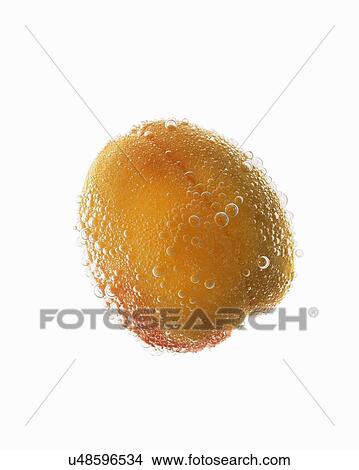 Picture - Still life of apricot covered in effervescent bubbles. Fotosearch