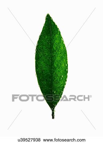 Stock Photo - Still life of green leaf covered in water droplets and bubbles. Fotosearch