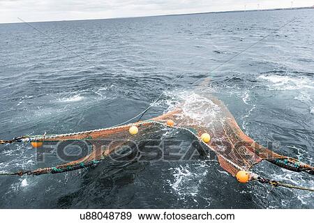 Trawl net full of fish from research ship View Large Photo Image Stock Photo - Trawl net full of fish from research ship. Fotosearch