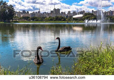 Two black swans swimming on lake in Ibirapuera park, Sao Paulo, Brazil View Large Photo Image Picture - Two black swans swimming on lake in Ibirapuera park, Sao Paulo, Brazil. Fotosearch