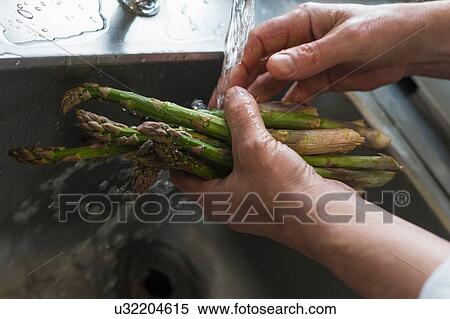 Washing asparagus, focus on hands View Large Photo Image Stock Photography - Washing asparagus, focus on hands. Fotosearch