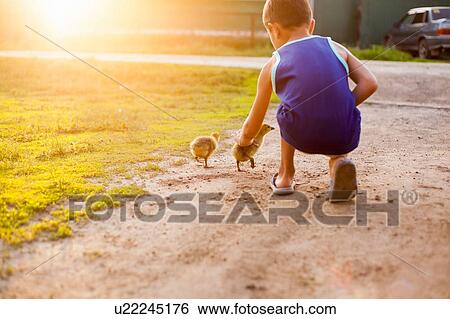 Stock Photograph - Young boy, stroking ducklings, rear view. Fotosearch
