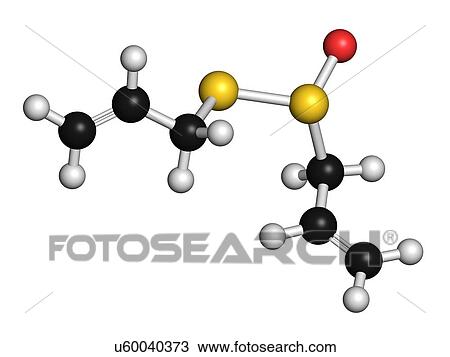 Allicin garlic molecule View Large Illustration Drawing - Allicin garlic molecule. Fotosearch
