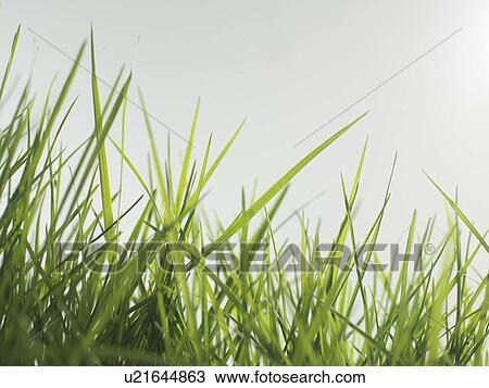 Drawing - Blades of grass. Fotosearch