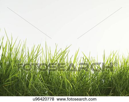 Blades of grass View Large Illustration Stock Illustration - Blades of grass. Fotosearch