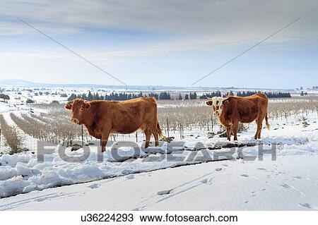 Drawing - Cows in Snow. Fotosearch