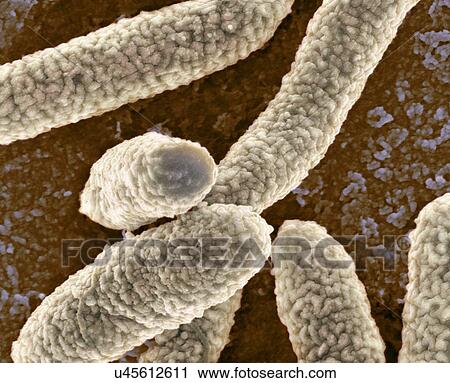 E 大腸菌 バクテリア Sem クリップアート U Fotosearch