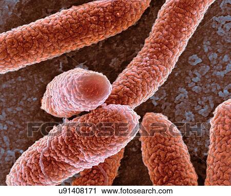 E. coli bacteria, SEM View Large Illustration Clip Art - E. coli bacteria, SEM. Fotosearch