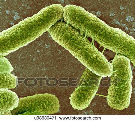 Clip Art - E. coli bacteria, SEM. Fotosearch