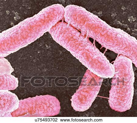 E. coli bacteria, SEM View Large Illustration Drawing - E. coli bacteria, SEM. Fotosearch